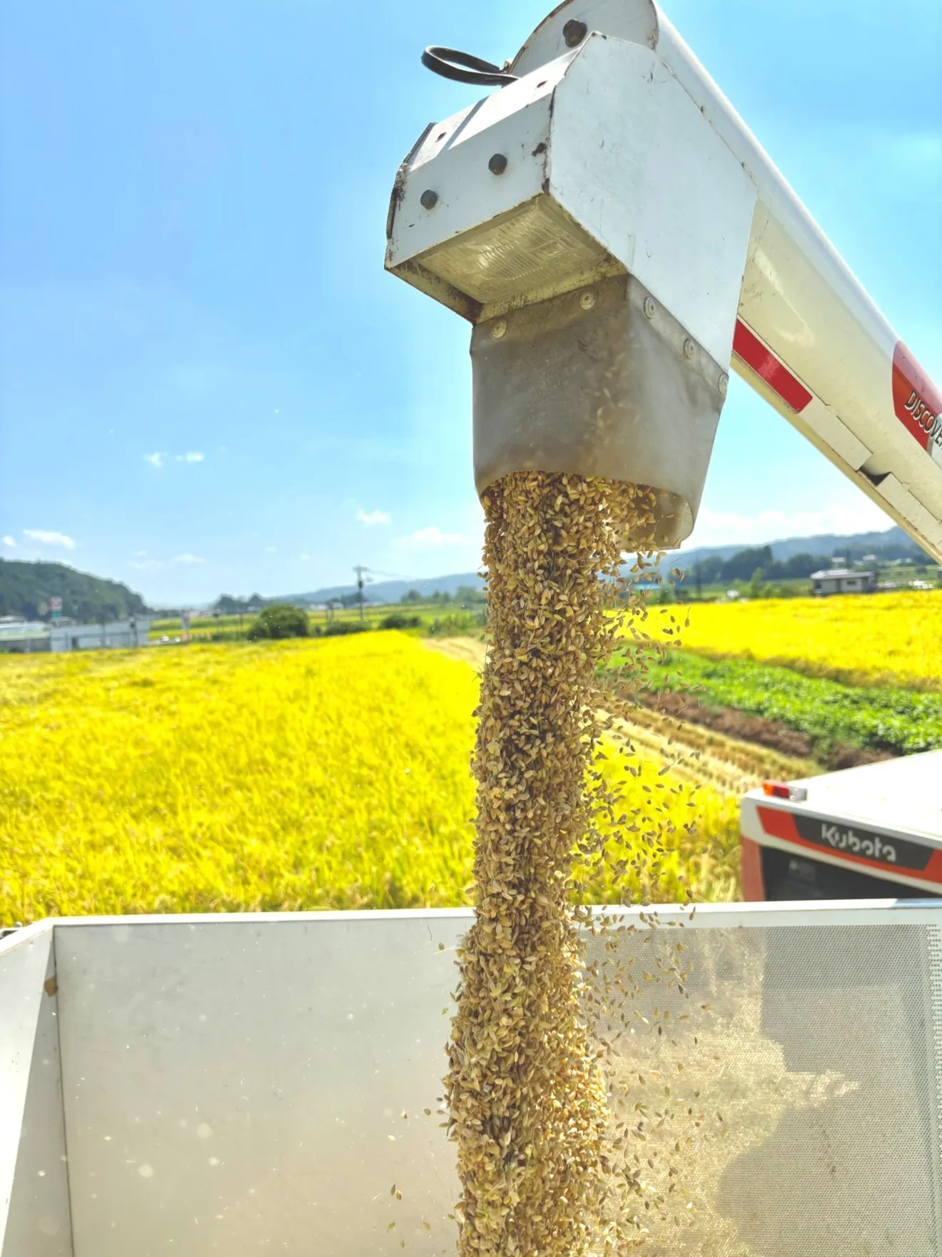 新米】とちぎの星 10kg 無洗米🌾 栃木県産 農家直送｜リベシティ市場