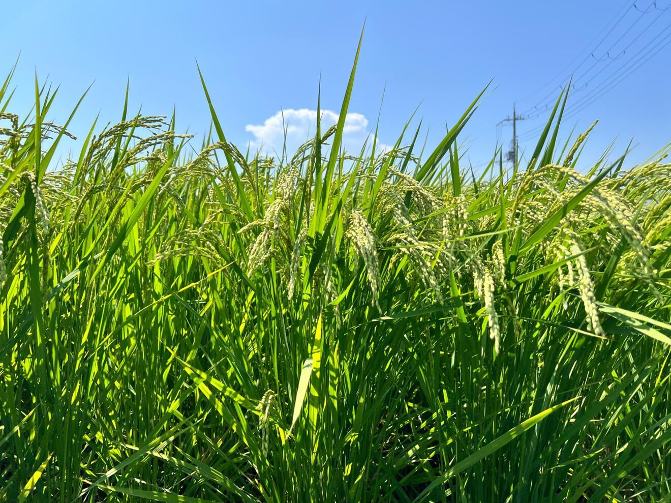 🌾農家直送🌾令和7年産 神戸産コシヒカリ5kg｜精米したて発送