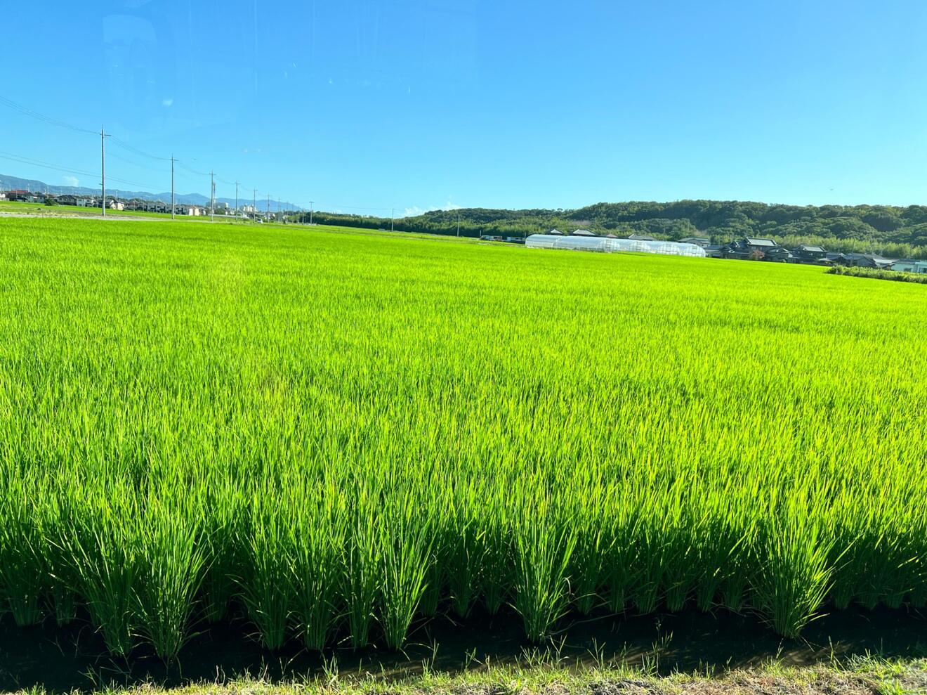 🌾農家直送🌾令和7年産 神戸産こしひかり5kg｜精米したて発送