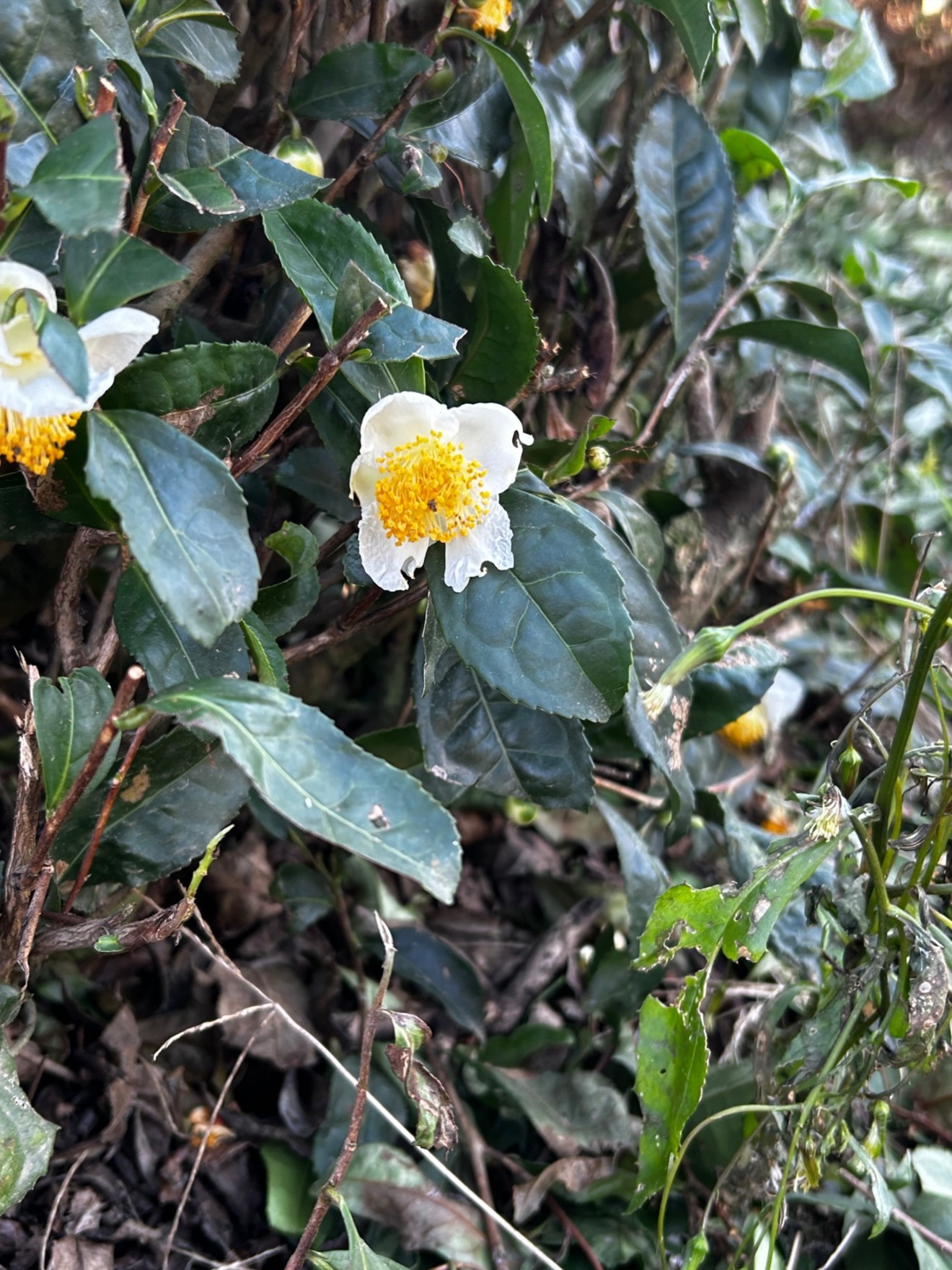 三重県産　お茶の種からつくった
100%  ティーオイル