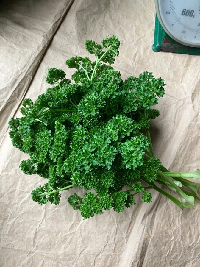 パセリ　100g (無農薬)✖️２倍で200g!!!
