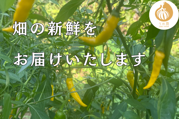 【新鮮・旬の刺激】──新鮮生唐辛子（黄金唐辛子） 200g 栽培時農薬不使用