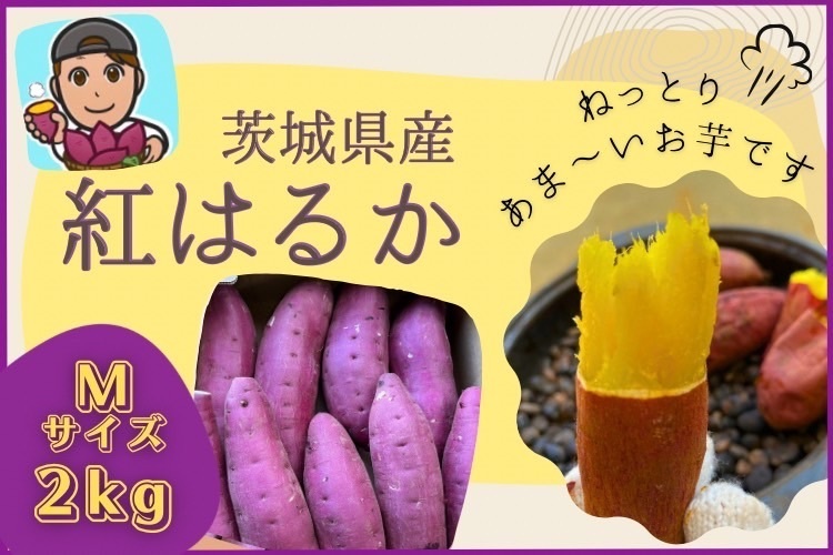 茨城県産 さつまいも 熟成 紅はるか A級品 Mサイズ 2kg 基本送料込み