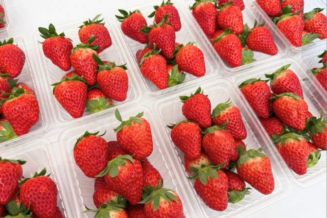 【完熟朝採り・贈答用にも家族用にも】イチゴ４パック 品種おまかせ ２L以上