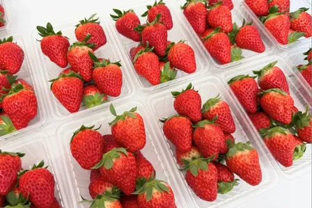 【完熟朝採り・贈答用にも家族用にも】イチゴ４パック 品種おまかせ ２L以上