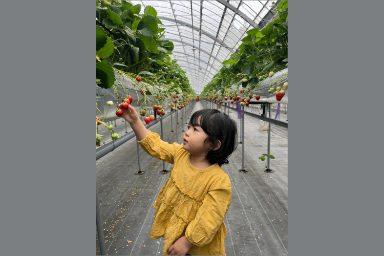 【完熟朝採り・贈答用にも家族用にも】イチゴ４パック 品種おまかせ ２L以上