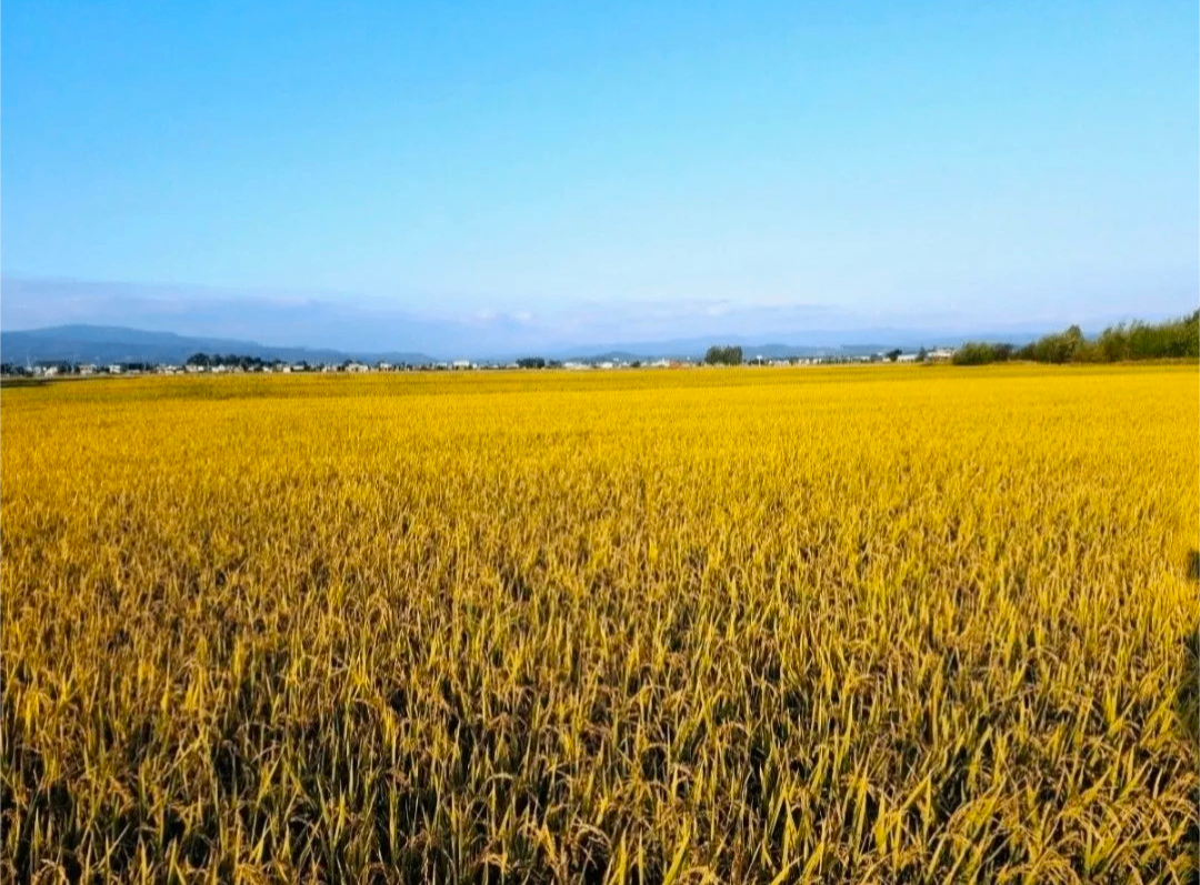 令和7年産　新米ゆめぴりか　白米5kg　農場直送