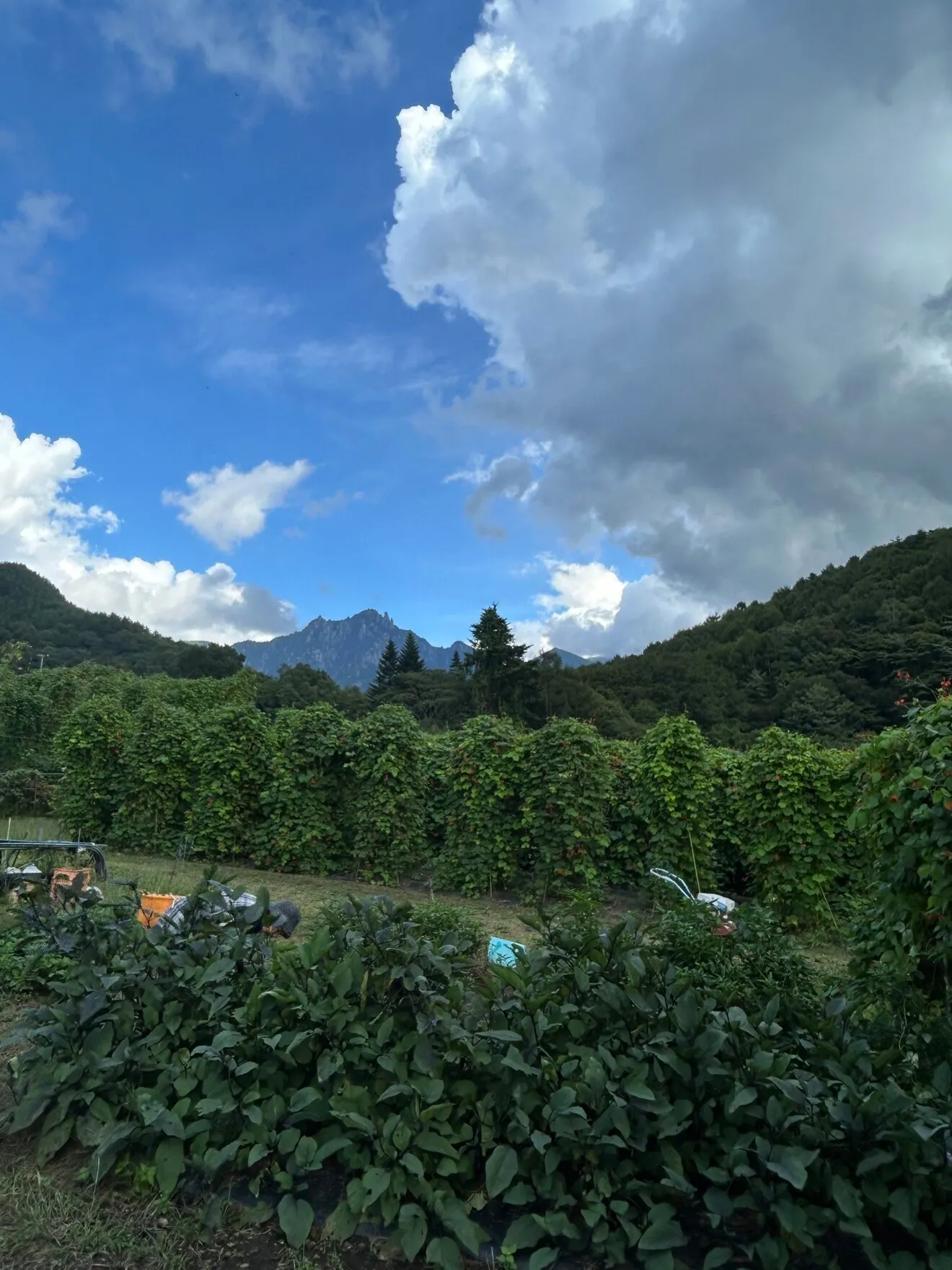 【2025新豆・数量限定】大粒紫花豆（紅花隠元豆）正規品300g（山梨県北杜市黒森産）
