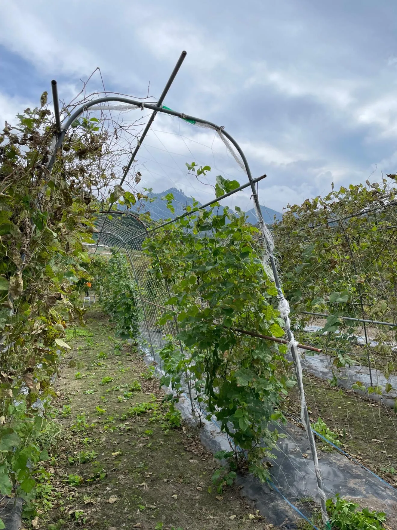 【2025新豆・数量限定】大粒紫花豆（紅花隠元豆）正規品300g（山梨県北杜市黒森産）

