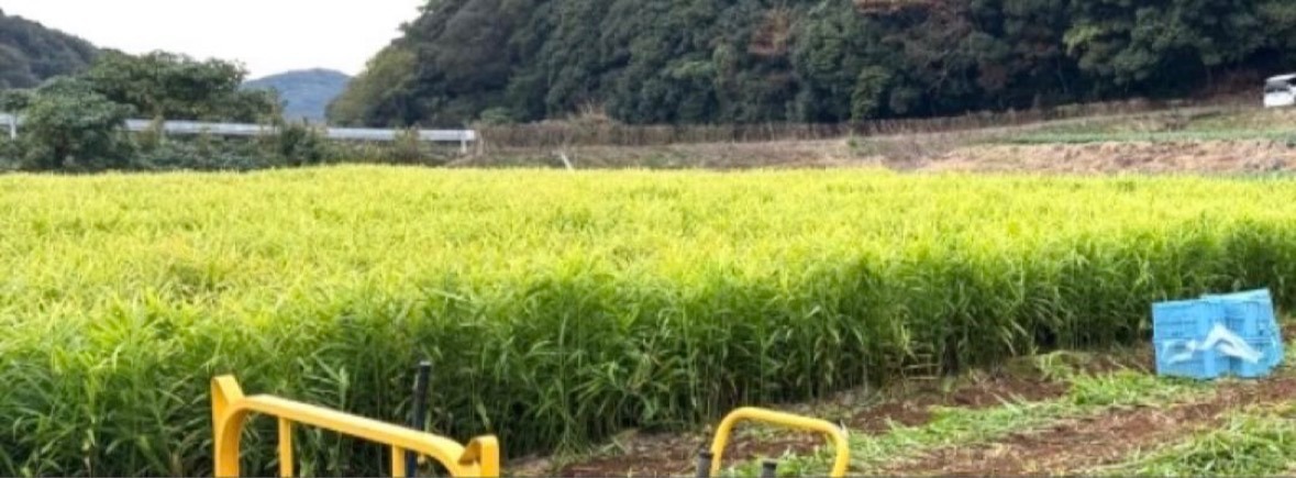 長崎県産 土佐一生姜🫚4キロ

