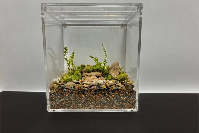 【超簡単お手入れ】苔テラリウム（育て方シート付き）