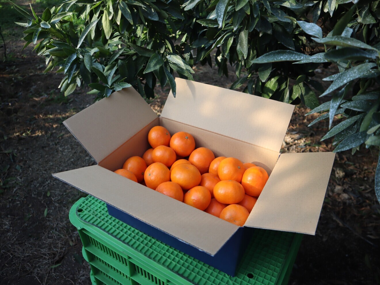 【旬の】ハウス栽培国産柑橘・ハウス麗紅（れいこう）【5kg】