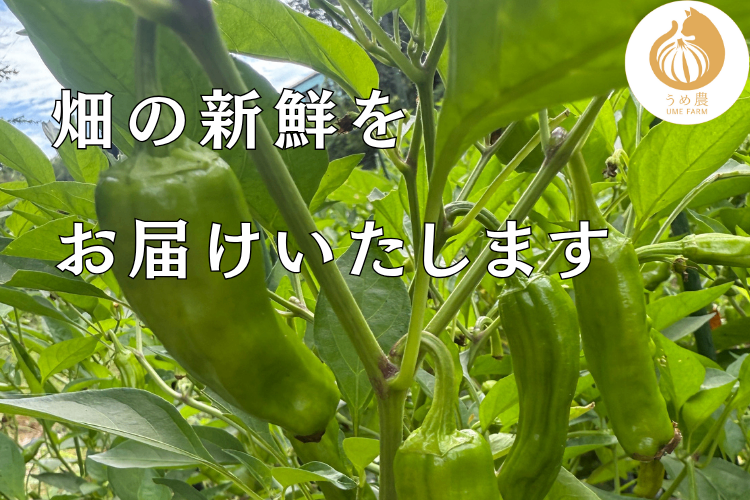 【やさしい旬の香り】──新鮮ししとう 100g 栽培時農薬不使用