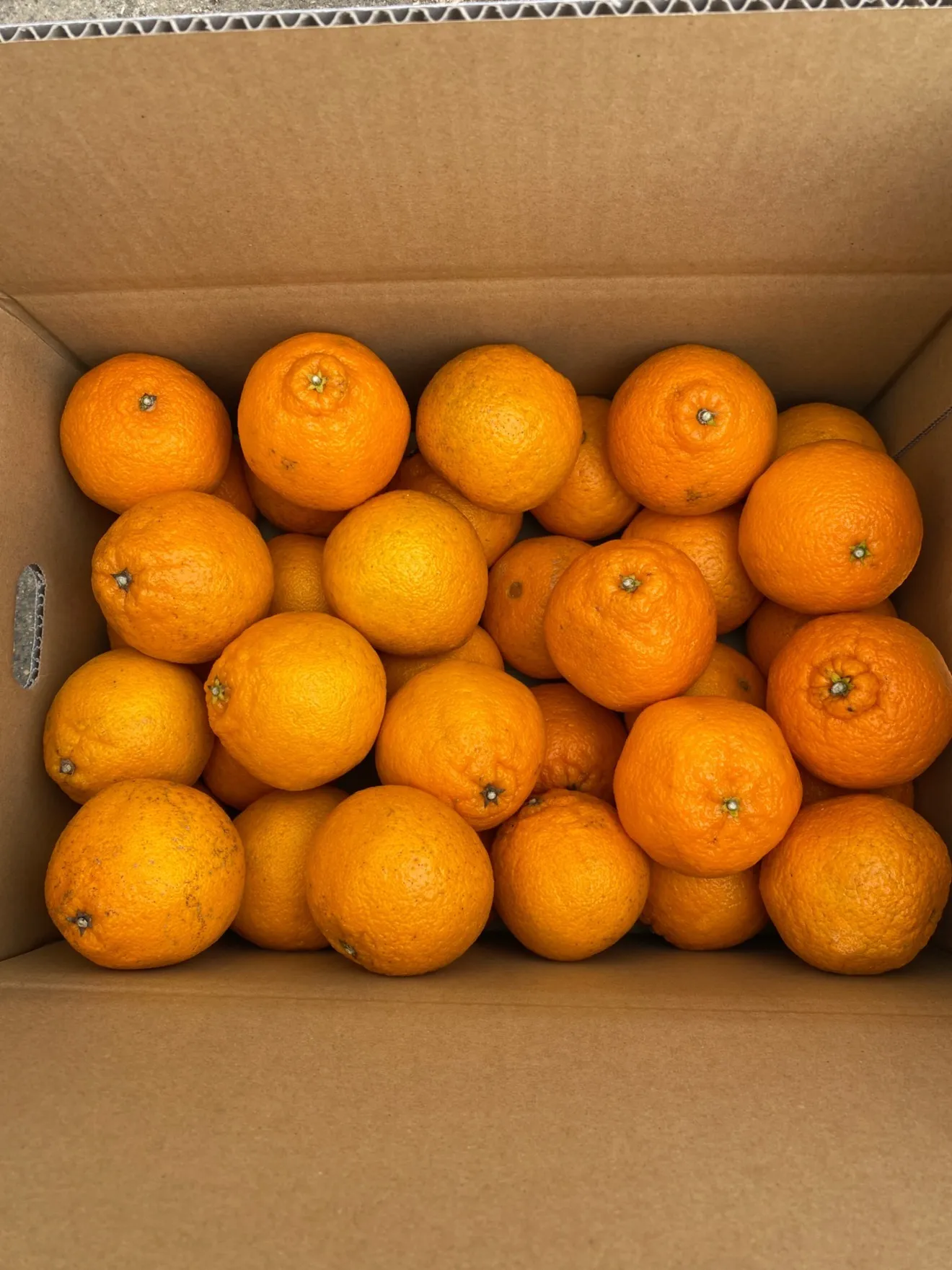 【御自宅用】不知火　4.5kg 小玉　福岡県産