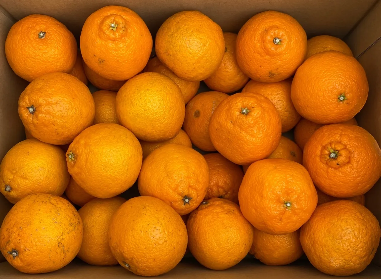 【御自宅用】不知火　4.5kg 小玉　福岡県産