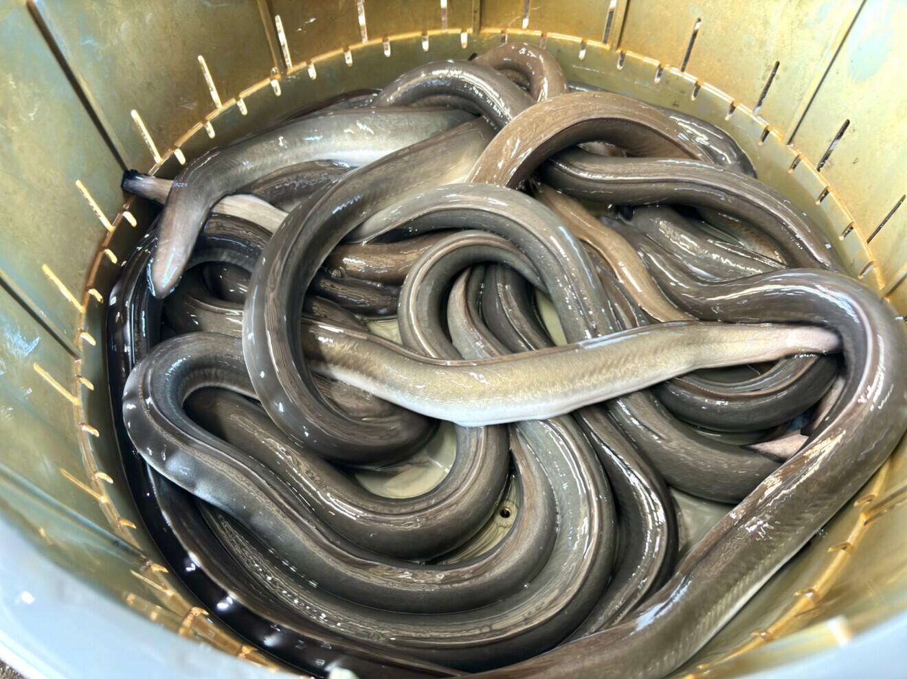 活鰻 1kg