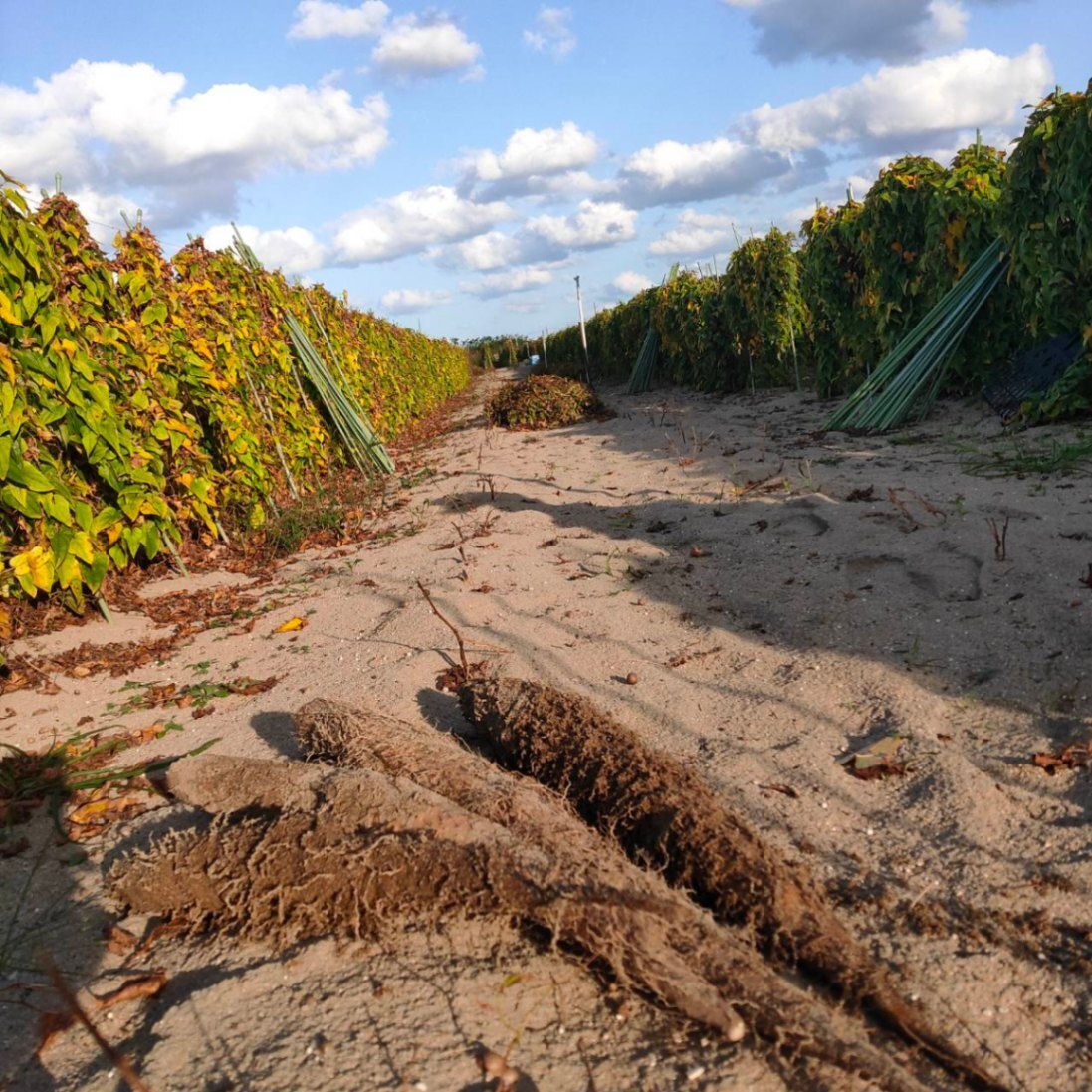 【新物】鳥取県産 ねばりっこ 1kg程度 山芋 （宅急便コンパクト）