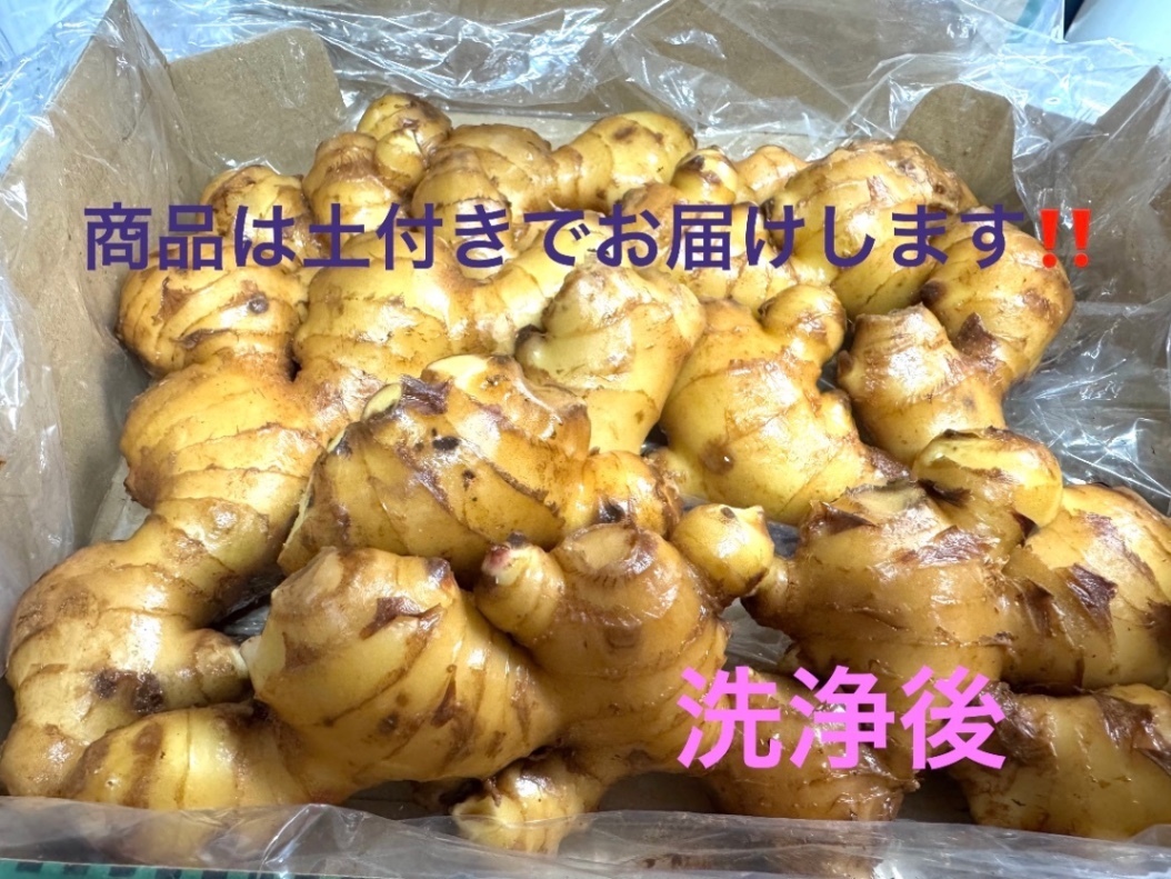 長崎県産 土佐一生姜🫚1キロ強‼️