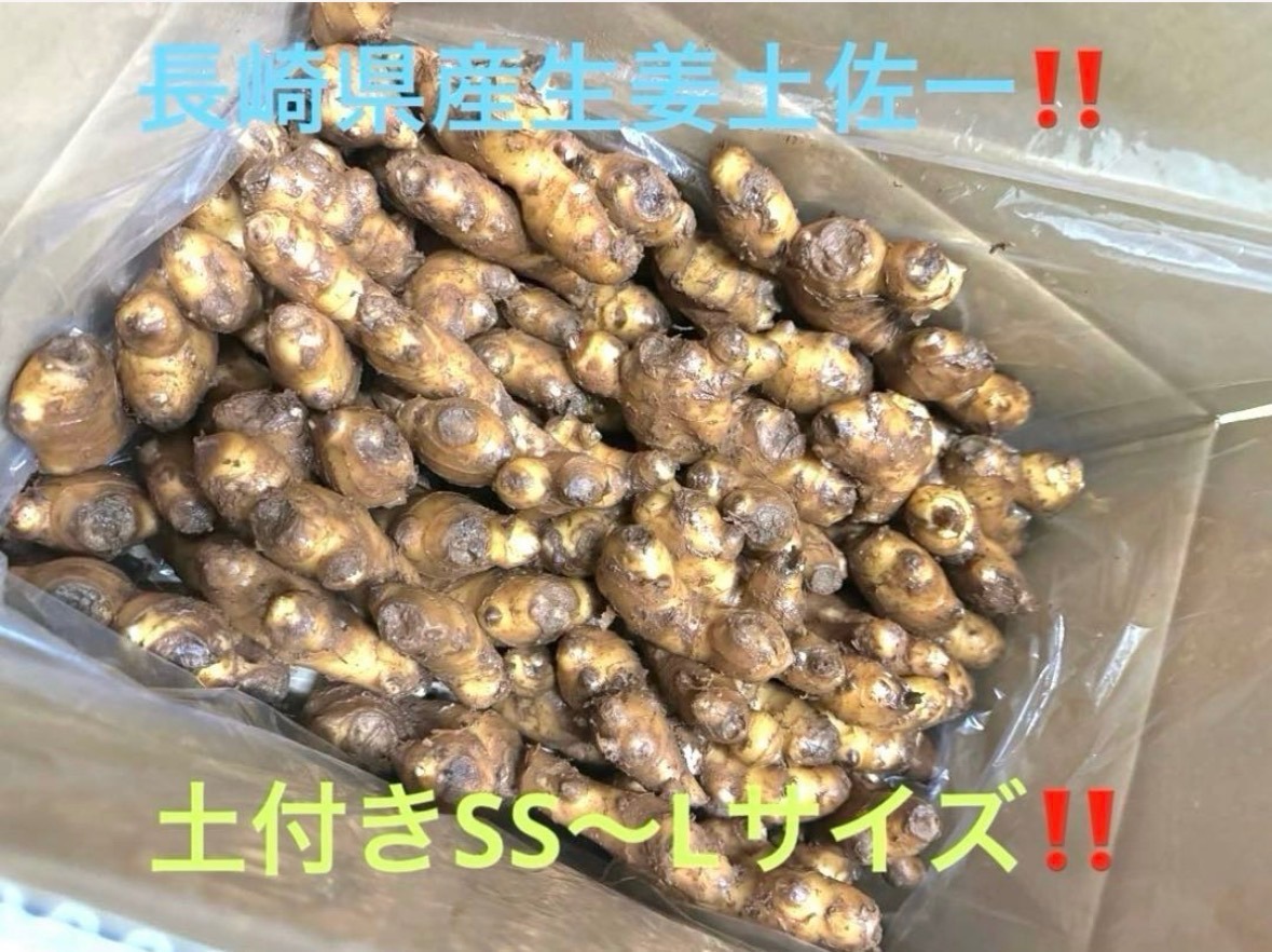 長崎県産 土佐一生姜🫚1キロ強‼️