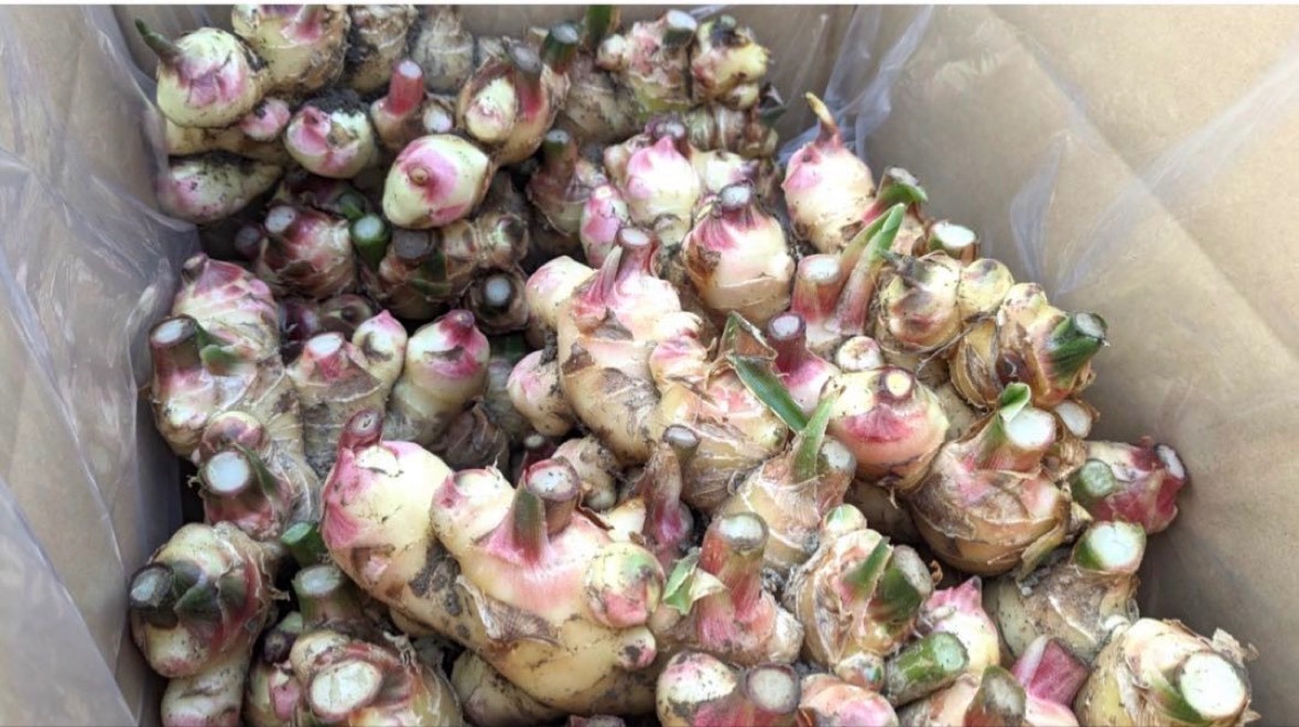 長崎県産 土佐一生姜🫚1キロ強‼️