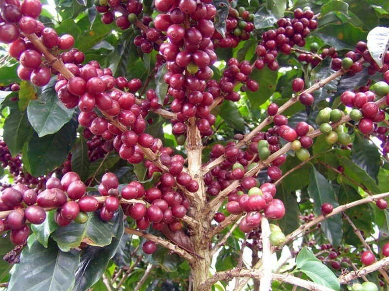 【オーダー焙煎】ブラジル ドルチェ チョコラーダ ナチュラル No.2　＊粉挽き不可