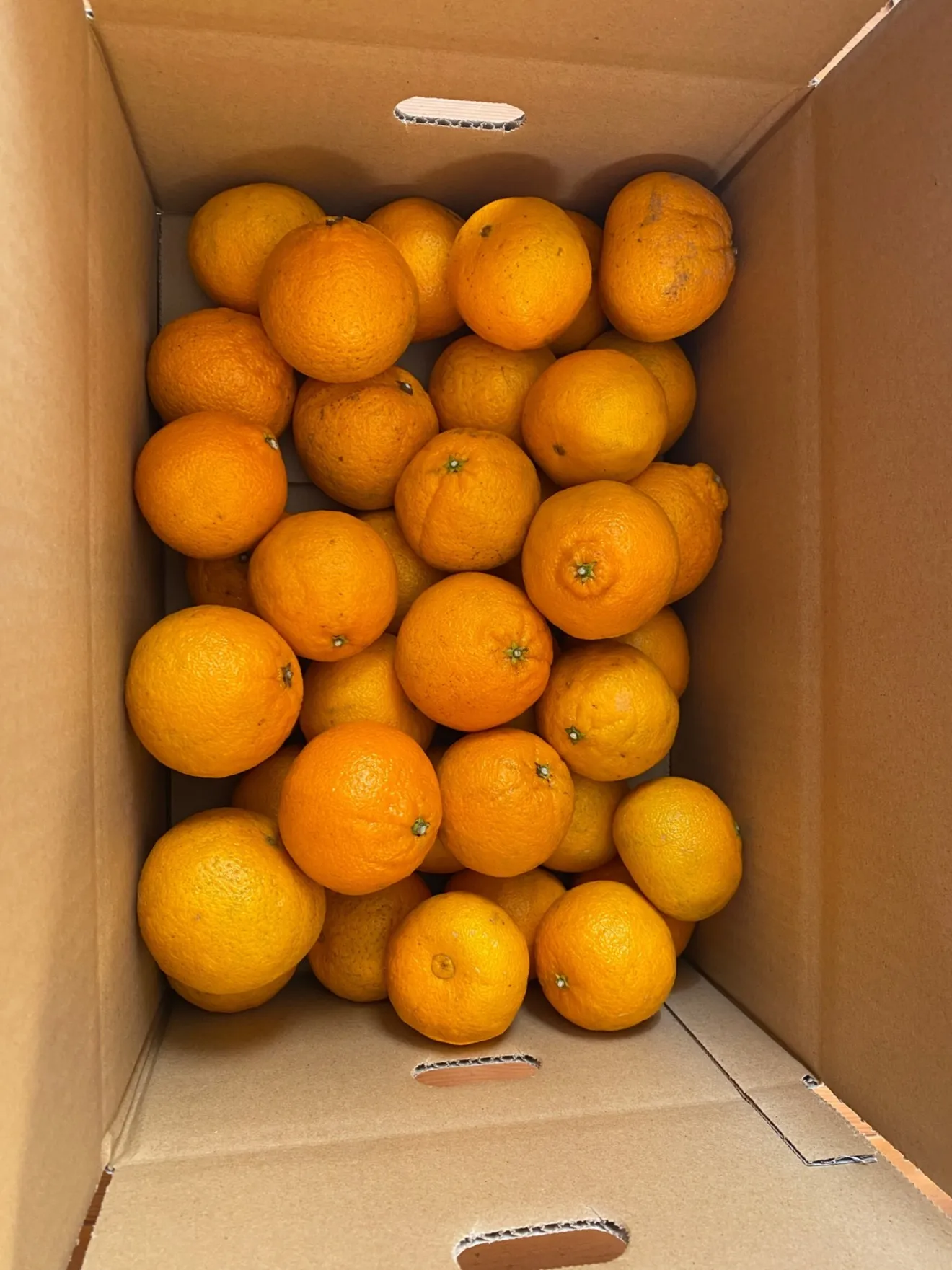 【御自宅用】不知火　規格外・小玉　訳あり　4.５kg