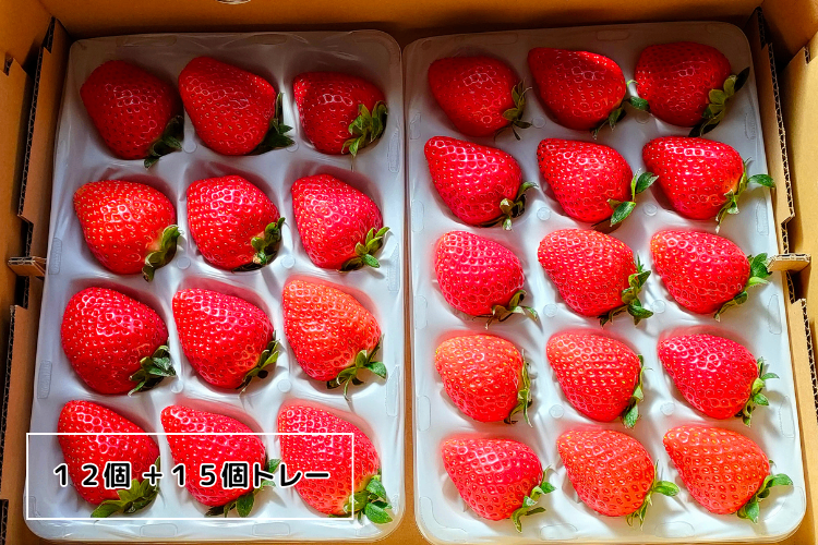 【大きめ厳選】よつぼし満足セット【朝づみ直送】
