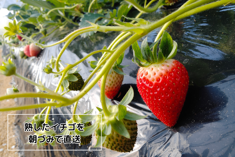 【大きめ厳選】よつぼし満足セット【朝づみ直送】
