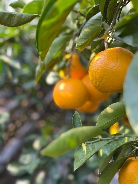 🍊家庭用八朔お試し6個🍊 
代々受け継いだ畑で育てた、昔ながらの八朔