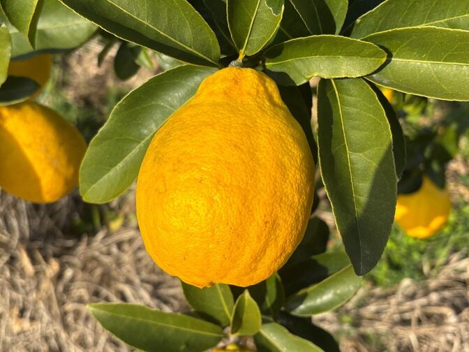 FM感謝セール　大容量5kg　【皮まで食べて！！酸味がやさしい希少品種「りのか」｜完熟・国産レモン】