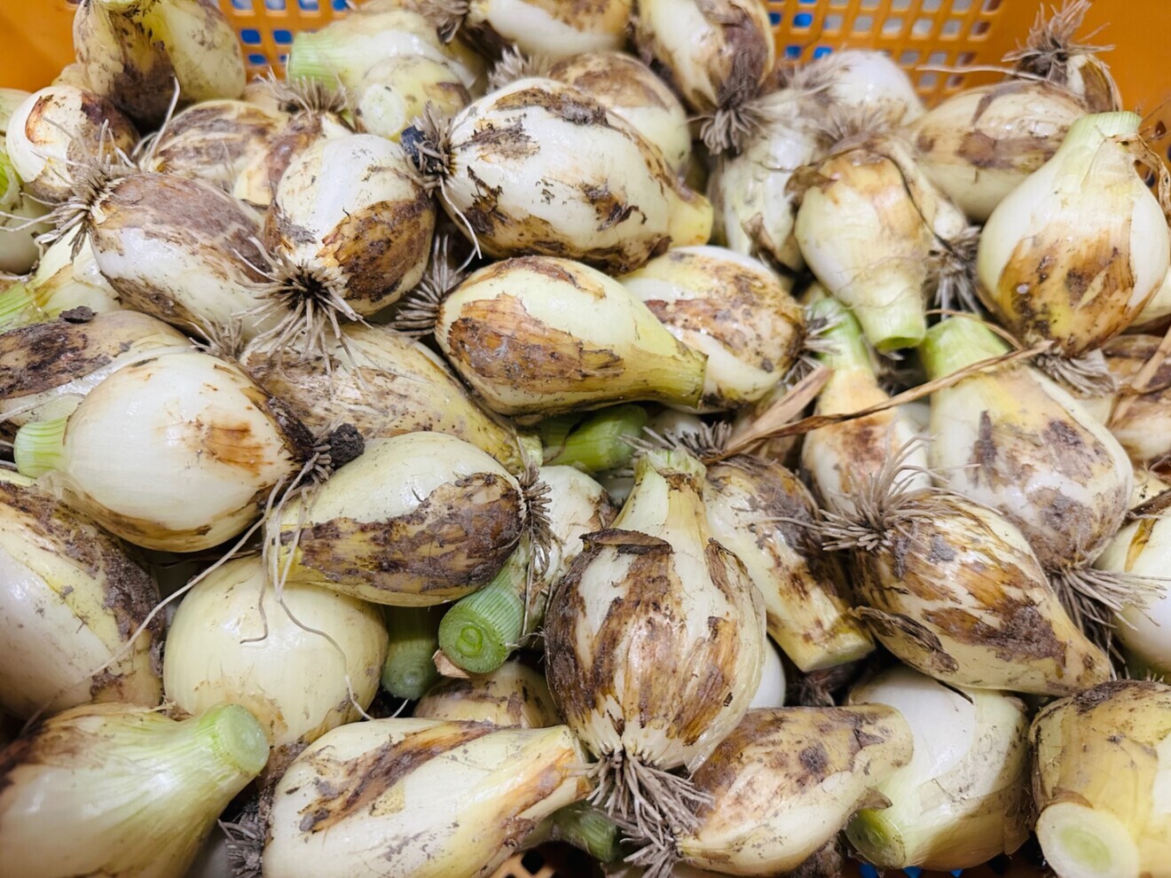  【数量限定】やわらか食感＆極甘“春一番”新玉ねぎ｜畑から直送｜サラダ専用に最適