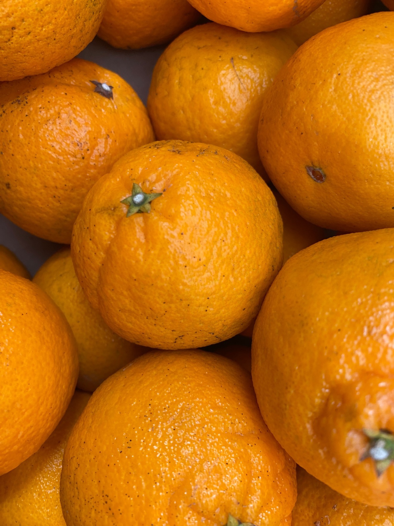 農家直送　福岡県産　不知火ジャム　瓶入り　150g