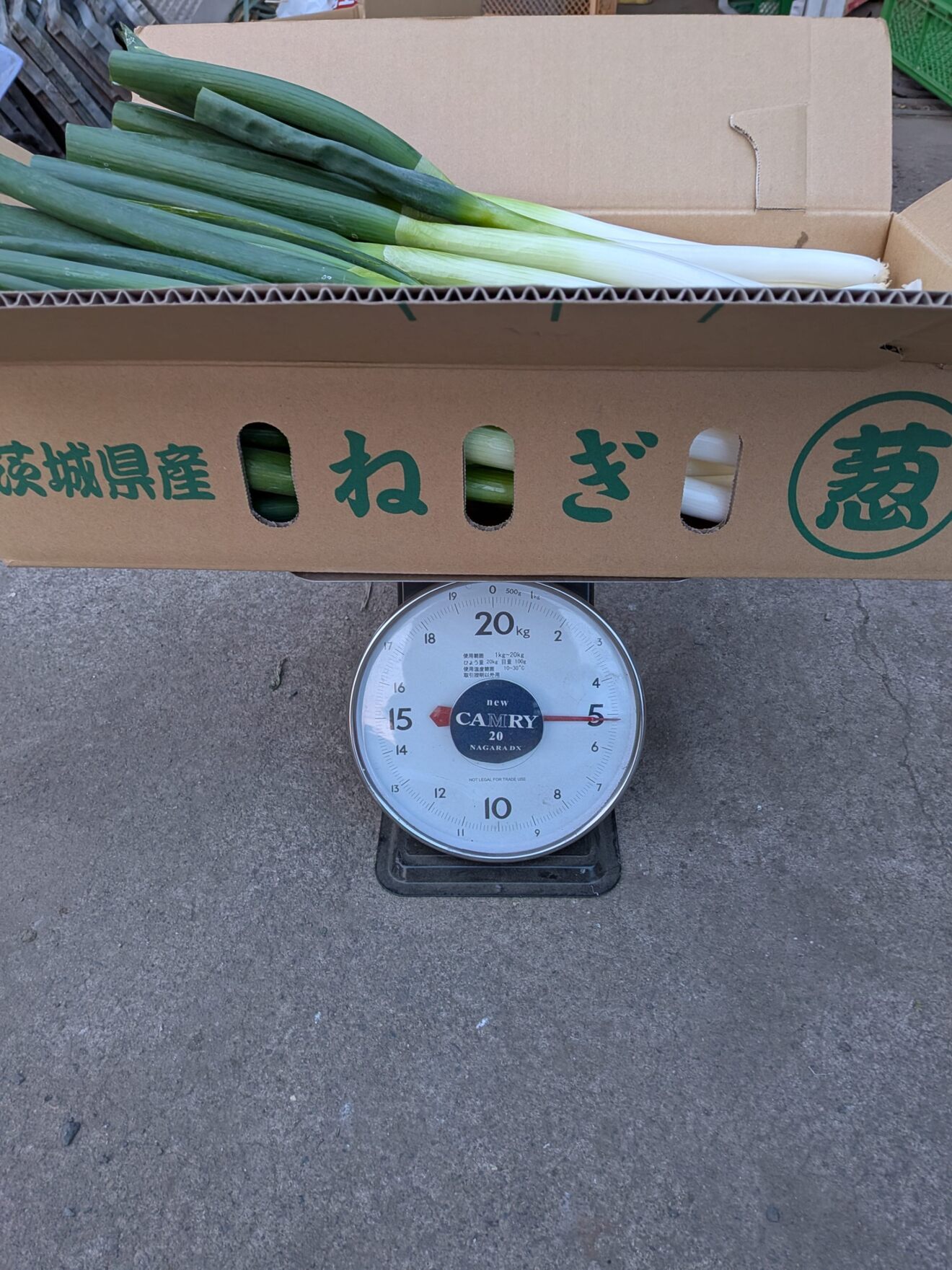 白ネギ　５㎏　農家直送　太くて甘い