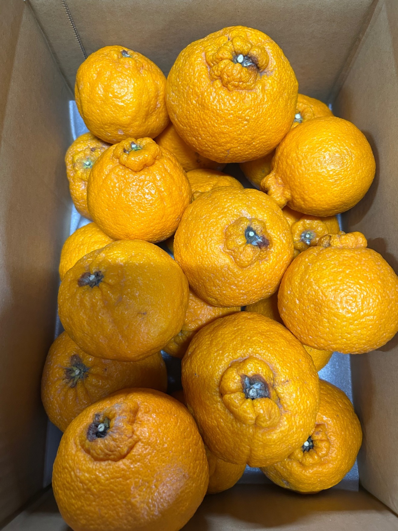 デコポン 加工用