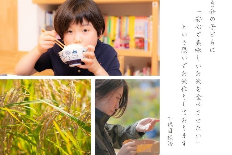 令和7年【白米10kg】「ミルキークイーン」特別栽培米1750年から続くお米農家が作った縁起の竜王米