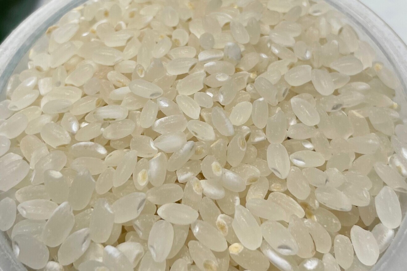 令和６年（古米）福島県産 ひとめぼれ 白米10㎏ 農家直送