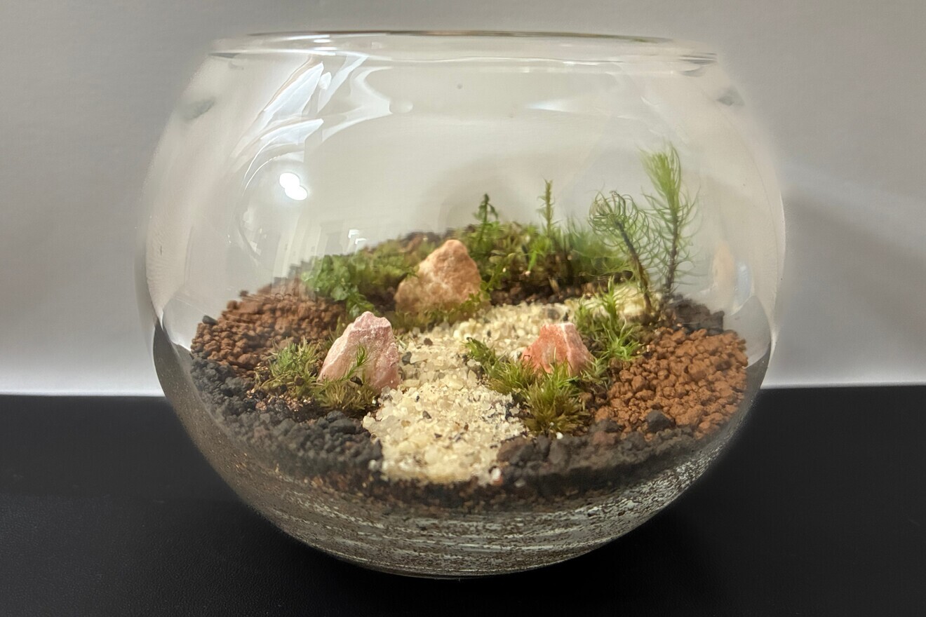 【4種類の苔入り】苔テラリウム（バブル型、育て方シート付き）