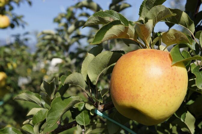 【農家直送】信州産 ぐんま名月（約3kg）家庭用｜やさしい甘さと香りの秋りんご