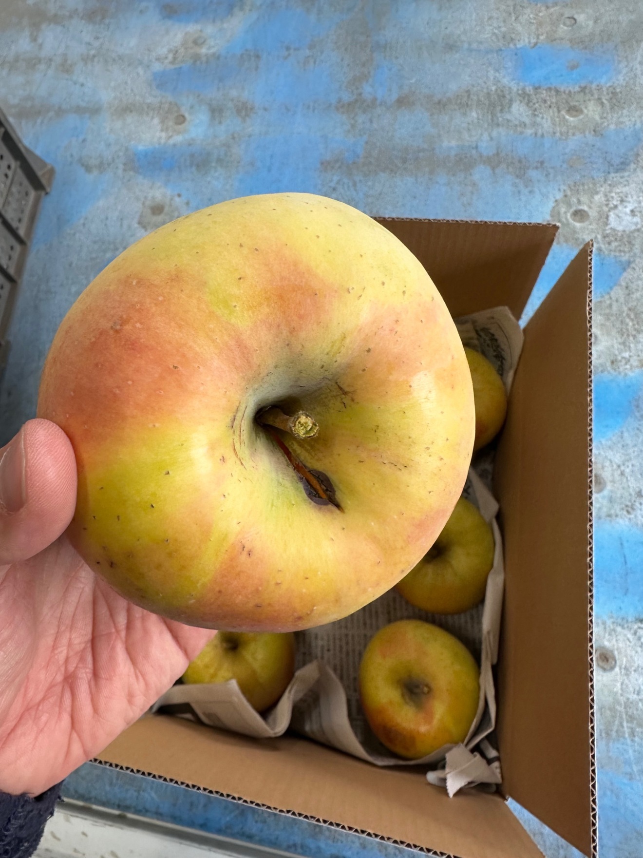 【農家直送】信州産 ぐんま名月（約3kg）家庭用｜やさしい甘さと香りの秋りんご