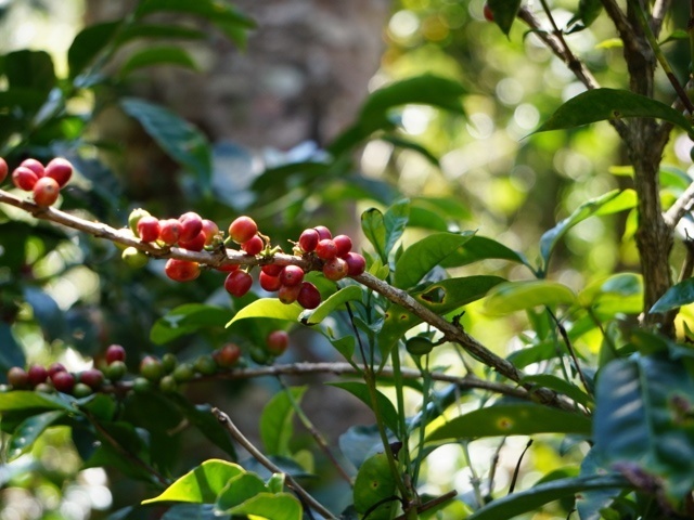 【100g】パナマ エスメラルダ  ゲイシャ ウォッシュド　プライベートコレクション