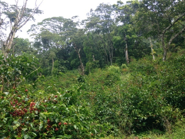 【100g】パナマ エスメラルダ  ゲイシャ ウォッシュド　プライベートコレクション