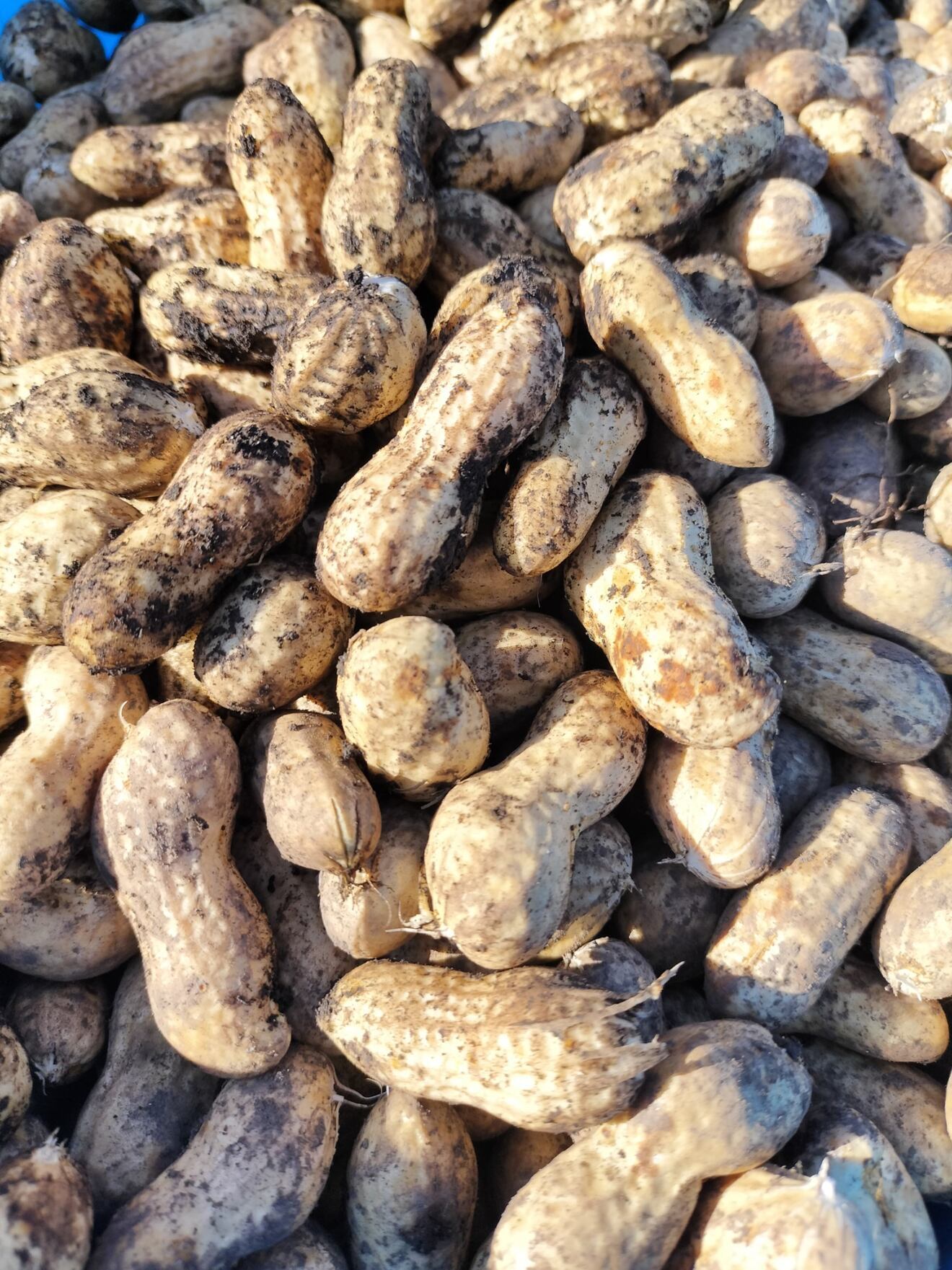 【秋の味覚】予約受付｜生落花生（品種：千葉半立ち）立派なA品 500g