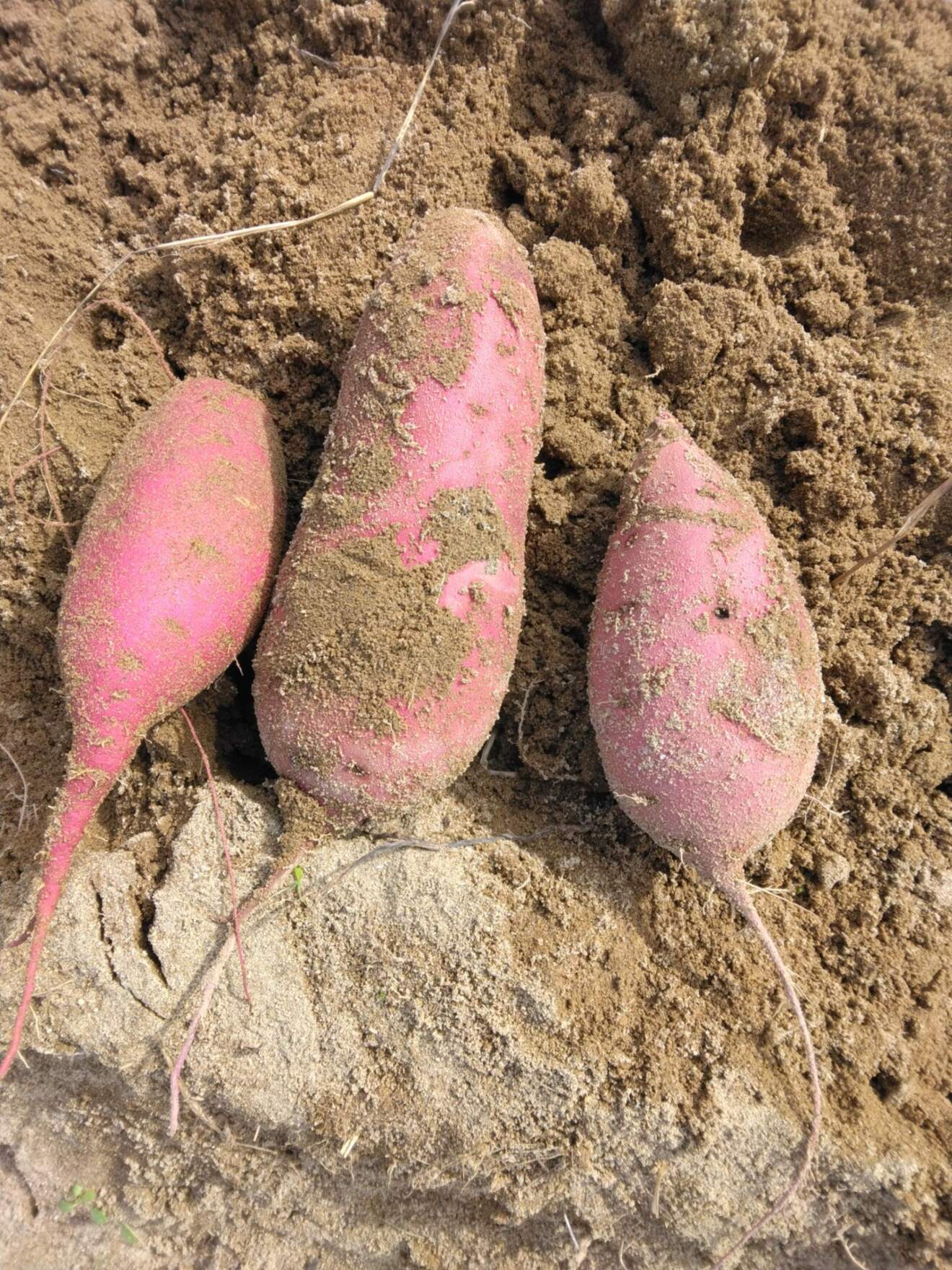 庄内砂丘産　サツマイモ　品種　紅はるか
傷あり