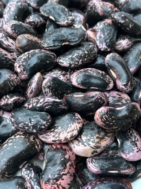 【2025新豆・数量限定】大粒紫花豆（紅花隠元豆）正規品500g（山梨県北杜市黒森産）