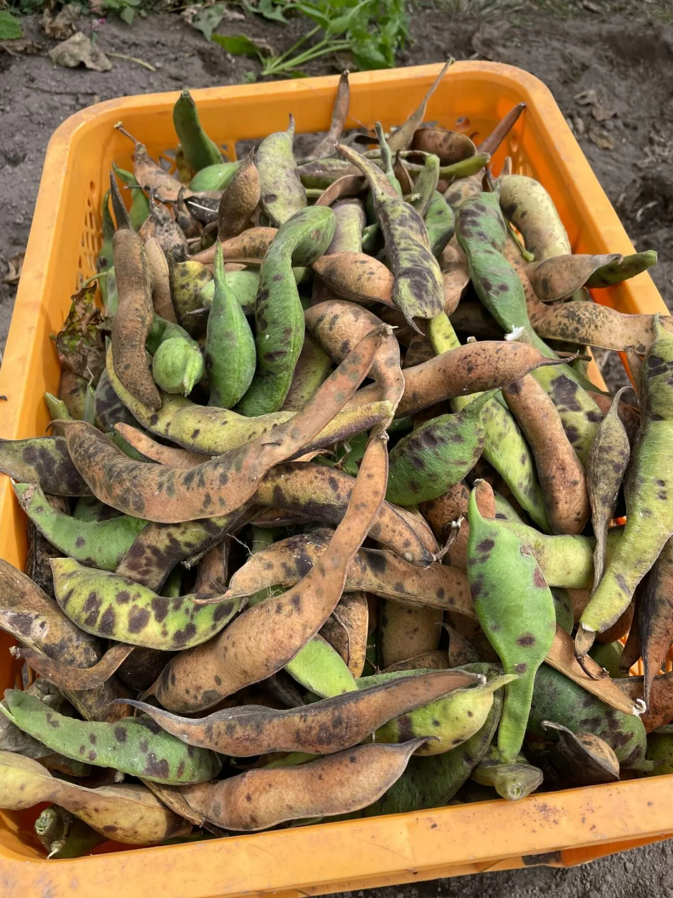 【2025新豆・数量限定】大粒紫花豆（紅花隠元豆）正規品500g（山梨県北杜市黒森産）