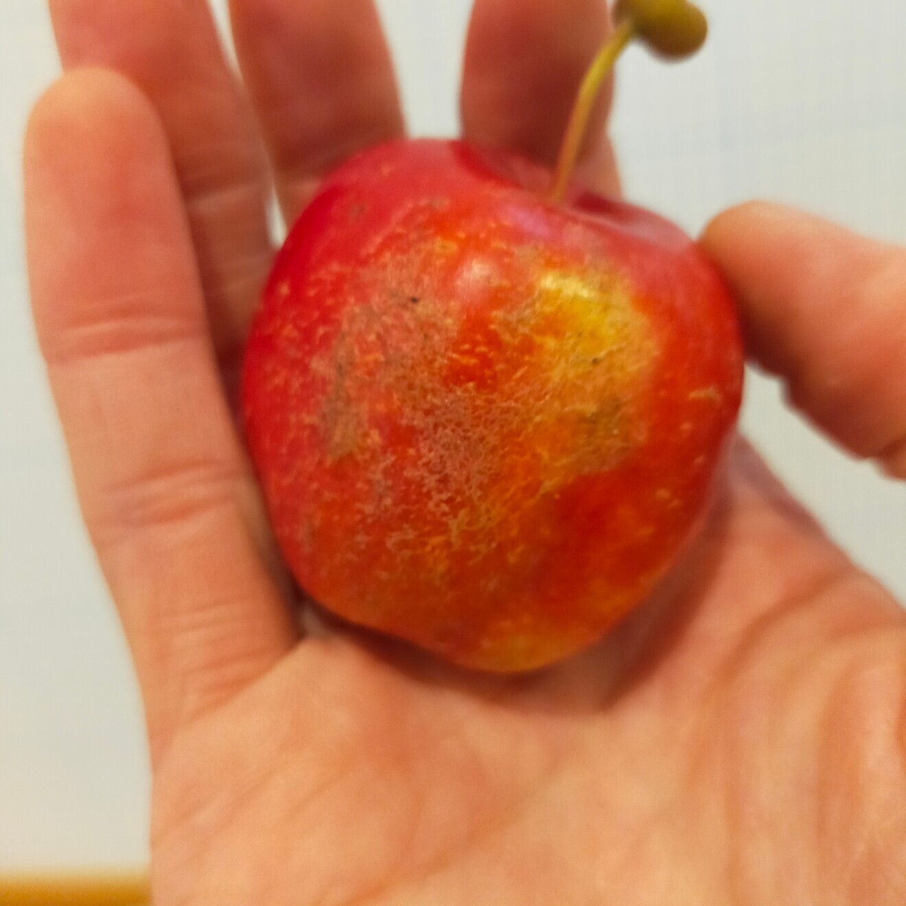 【訳アリ】信州産 姫りんご アルプス乙女 ミニりんご りんご飴用 おやつ ハンドメイドなど 長野県産