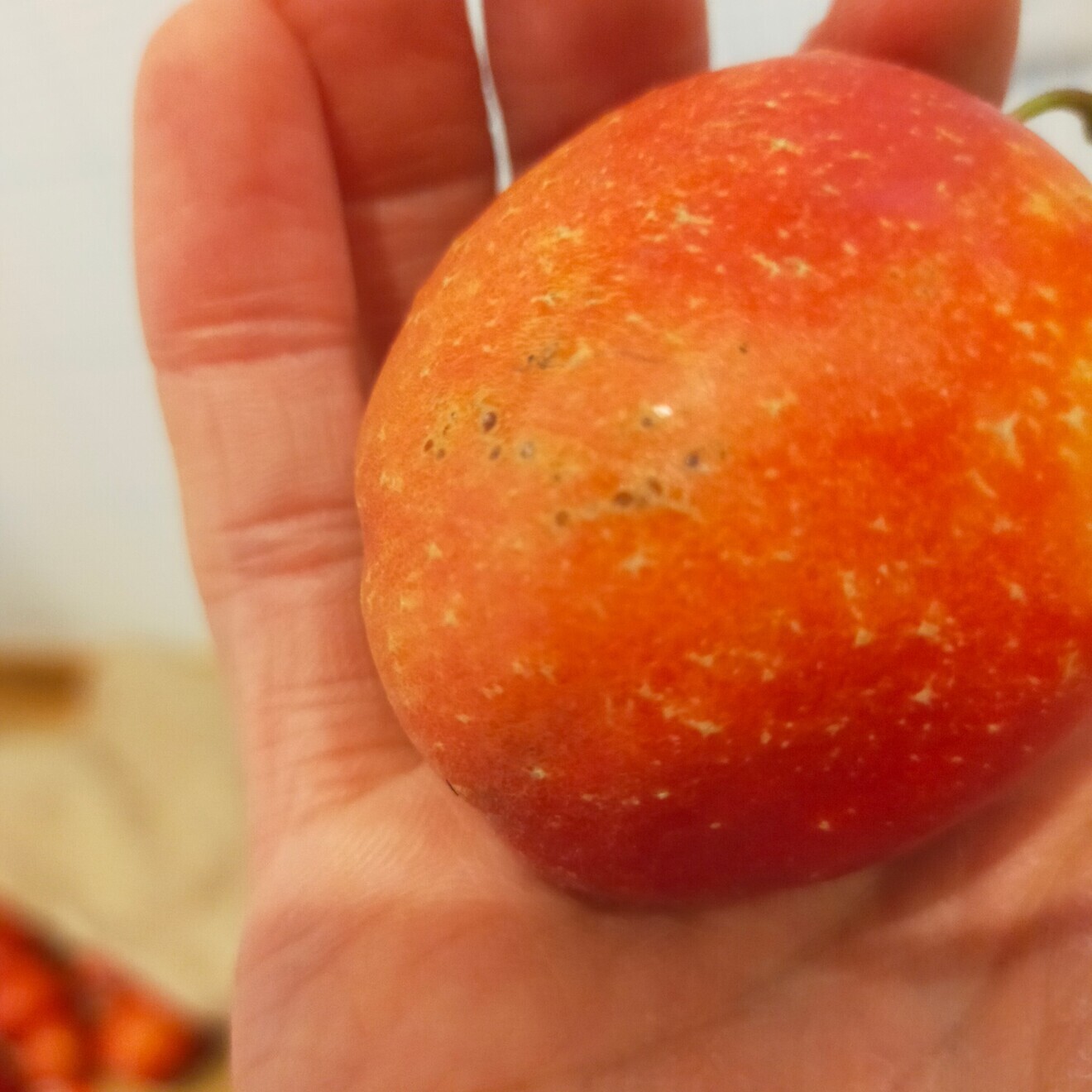 【訳アリ】信州産 姫りんご アルプス乙女 ミニりんご りんご飴用 おやつ ハンドメイドなど 長野県産