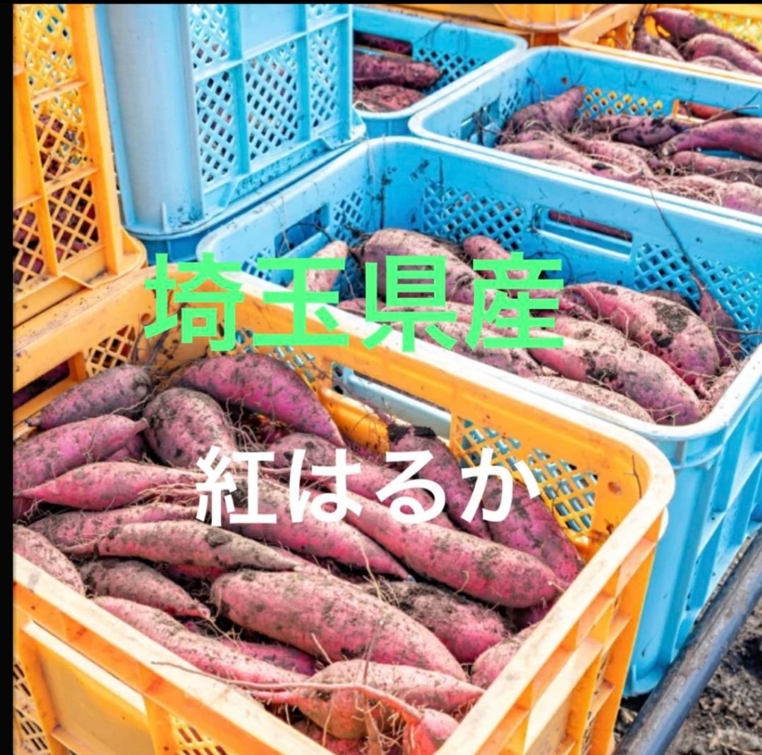 [農家直送]紅はるか　10キロ(サイズ混合・土付き)自然栽培で甘み抜群！訳あり
