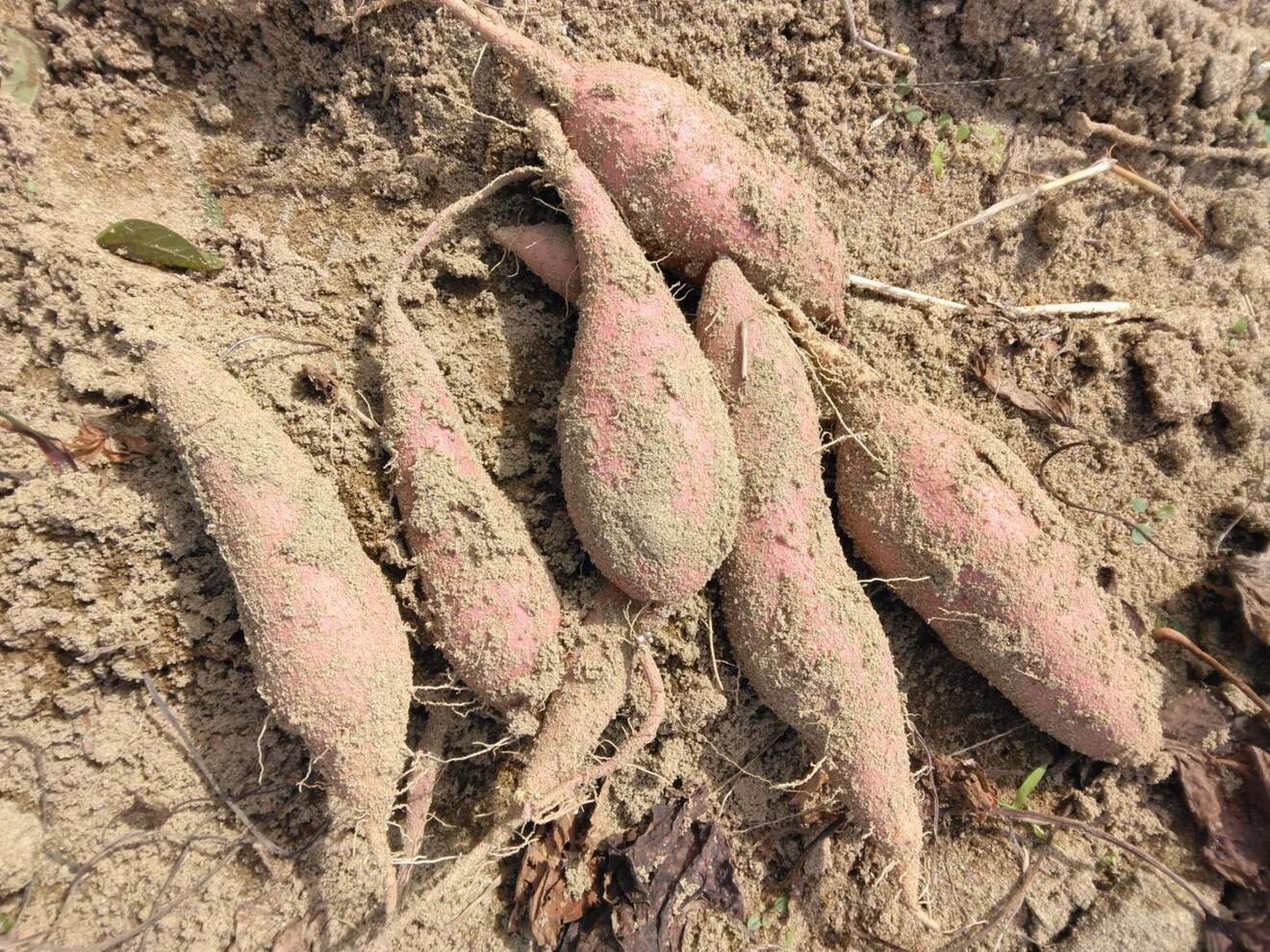 庄内砂丘産　安納芋