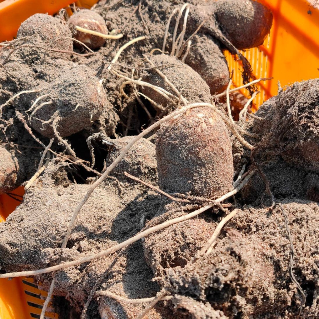 【鳥取県産】黄金里芋 1kg 砂丘育ち 宅急便コンパクト